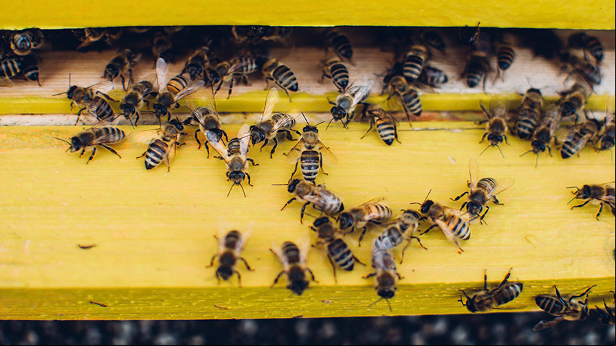 Bees going into a hive