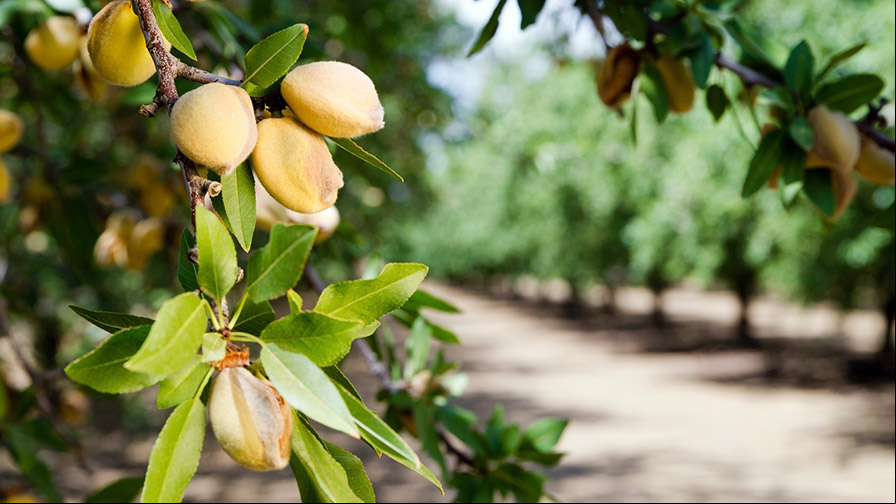 Almonds growing on a tree