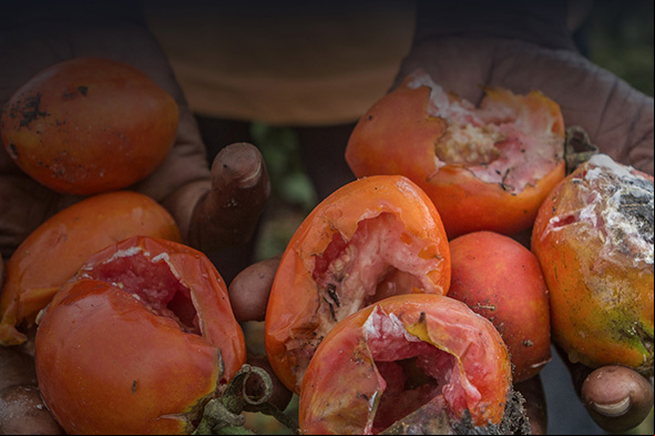 Composting tomatoes