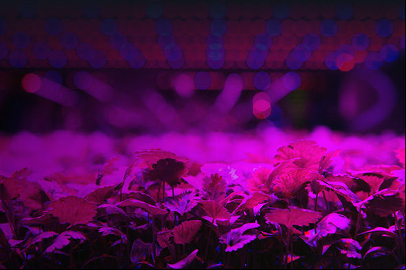 Plants growing under UV light