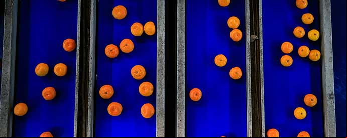 oranges on a conveyor belt