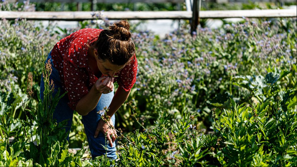 A grower examening ther produce to see if it is ready
