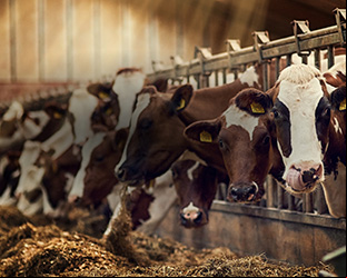 The search for carbon-neutral protein